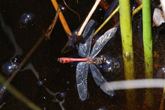 Austrothemis nigrescens