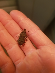 Ryssonotus nebulosus