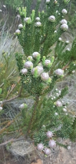 Leucadendron linifolium