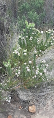 Leucadendron linifolium
