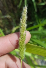 Polypogon fugax image