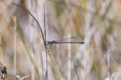 Austrolestes aleison