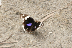 Junonia oenone oenone
