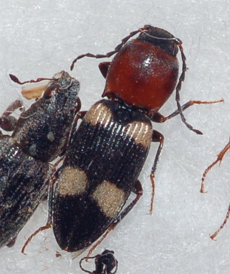 Cardiophorus tricolor