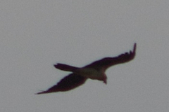Gypaetus barbatus barbatus