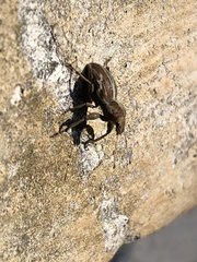 Naupactus