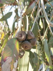 Eucalyptus gomphocephala