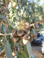 Eucalyptus gomphocephala