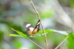 Acraea epaea