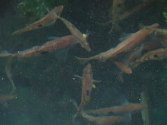 Notolabrus celidotus