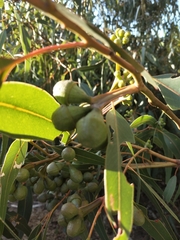 Eucalyptus gomphocephala