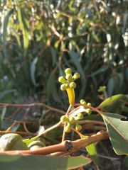 Eucalyptus gomphocephala