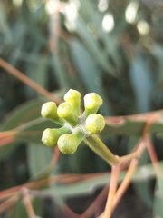 Eucalyptus gomphocephala