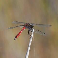 Austrothemis nigrescens