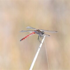 Austrothemis nigrescens