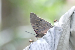 Charaxes