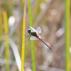 Austrothemis nigrescens