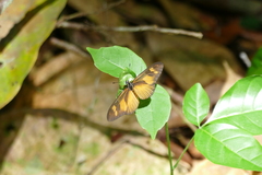 Acraea lycoa