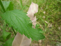 Stenoptilia zophodactylus