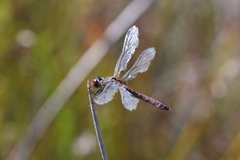 Austrothemis nigrescens