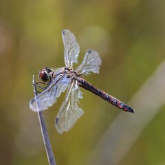 Austrothemis nigrescens