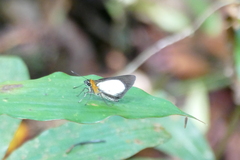 Abantis leucogaster