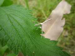 Stenoptilia zophodactylus