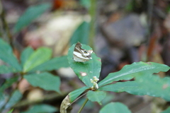 Abisara gerontes