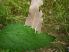 Stenoptilia zophodactylus