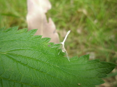 Stenoptilia zophodactylus