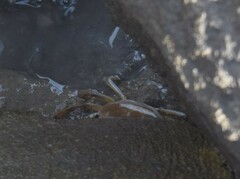 Grapsus albolineatus