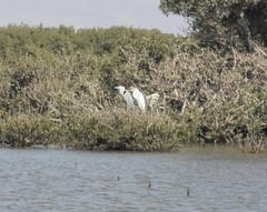 Ardea alba