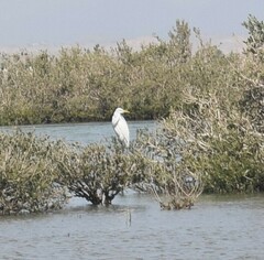 Ardea alba