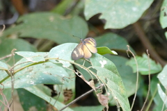 Acraea lycoa