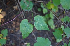 Clematis occidentalis
