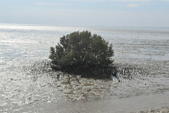 Avicennia marina