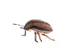 Neottiglossa pusilla