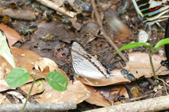 Charaxes thysi