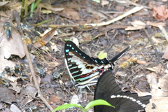 Graphium policenes