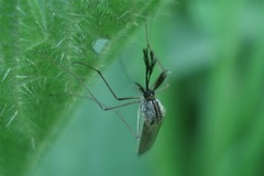 Aedes communis