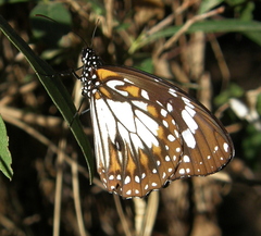 Danaus affinis