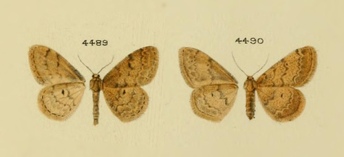 Scopula rubellata