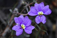 Dampiera diversifolia