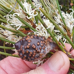 Hakea lissosperma