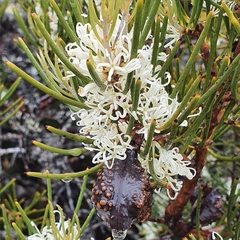 Hakea lissosperma