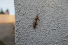 Ophion obscuratus