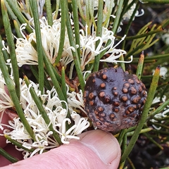 Hakea lissosperma