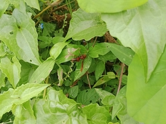 Polistes tenebricosus