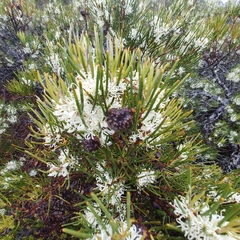 Hakea lissosperma