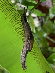 Parmarion